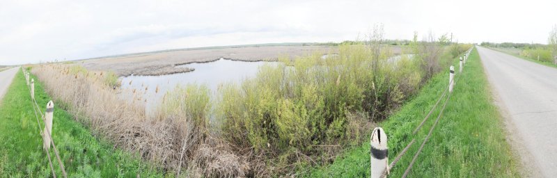 Панорама болота.