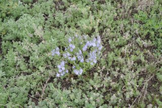 Veronica Capsellicarpa. Вероника лекарственная.