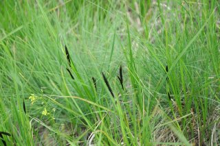 Carex melanostachya. Осока черноколосая.