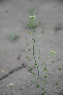 Capsella bursa-pastoris. Пастушья сумка.