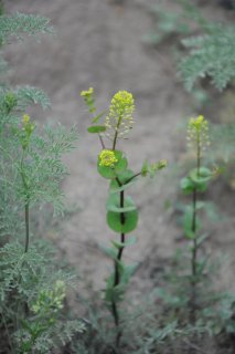 Lepidium perfoliatum. Клоповник пронзённый.