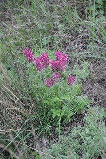 Pedicularis palustris l. Мытник болотный.