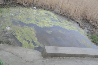 Болотина.