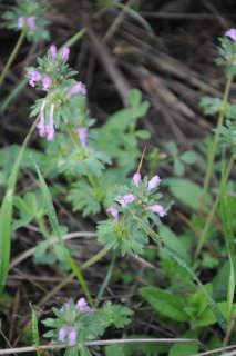 Lamium amplexicaule. Яснотка стеблеобъемлющая.