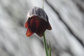 Fritillaria ruthenica. Рябчик русский (Красная книга России).
