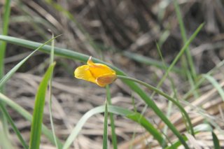 Tulipa sylvestris. Тюльпан лесной.