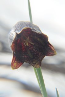 Fritillaria ruthenica. Краснокнижный рябчик русский.