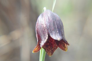 Fritillaria ruthenica. Рябчик русский (Красная книга).