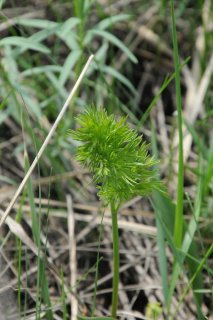 Carex flava. Осока жёлтая.
