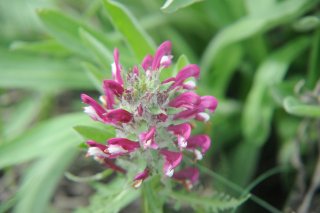Pedicularis palustris l. Мытник болотный.