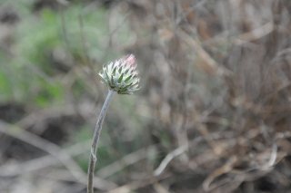 Cirsium. Бодяк. Русский артишок.