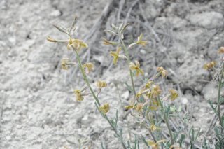Matthiola fragrans. Левкой пахучий(Красная книга России).