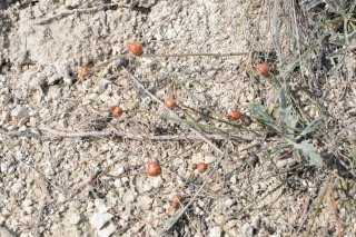 Ephedra distachya. Ложноплоды Эфедры двуколосковой.