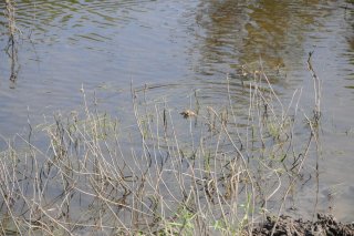 Pelophylax ridibundus. Озёрная лягушка.