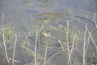 Pelophylax ridibundus. Пара озёрных лягушек.