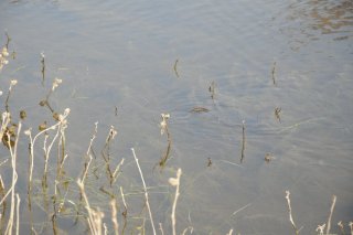 Natrix natrix. Плывущий уж.