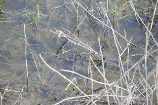 Natrix natrix. Уж обыкновенный в воде.