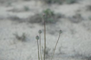 Cirsium. Побеги бодяка.