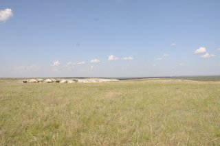 Коровы на горе.