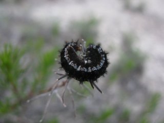 Euphydryas aurinia. Гусеница шашечницы Авриния.