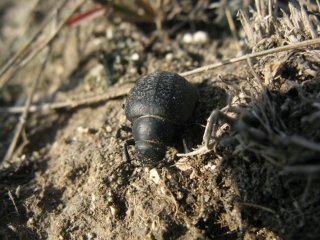 Tenebrionidae. Жук-чернотелка.