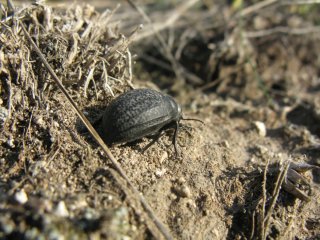 Tenebrionidae. Жук-чернотелка.