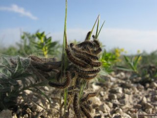 Lymantria dispar. Гусеницы непарного шелкопряда на траве.