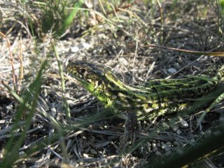 Lacerta agilis. Самец прыткой ящерицы.