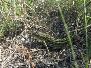 Lacerta agilis. Самец прыткой ящерицы.