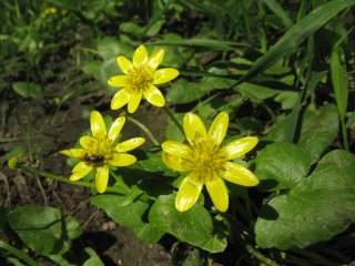 Ficaria verna. Чистяк (Лютик) весенний.