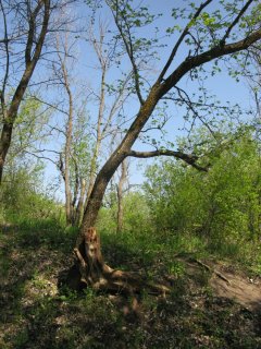 Дерево у реки.