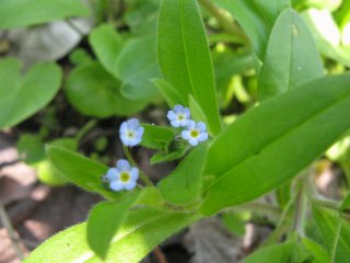 Myosotis arvensis. Незабудка полевая.
