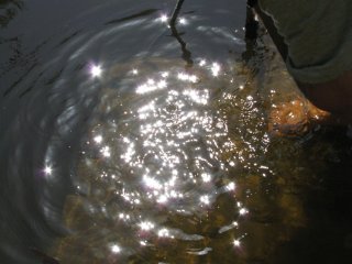 Блики в воде.
