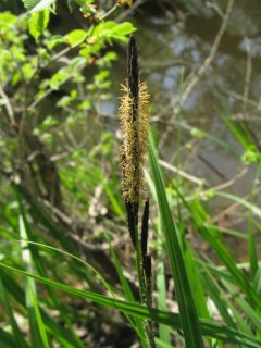 Carex melanostachya. Осока черноколосая.