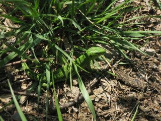 Lacerta agilis. Особозелёный самец прыткой ящерицы.