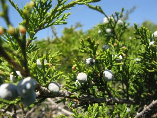 Juniperus sabina. Можжевельник казацкий.