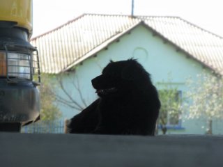 Станционный пёс.