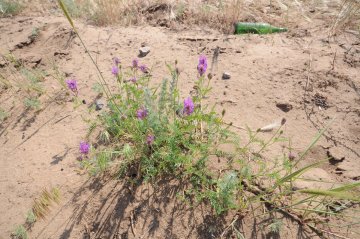 Astragalus arenarius. Астрагал песчаный.