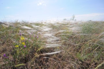 Stipa pennata. Ковыль перистый.