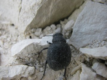 Tenebrionidae. Жук-чернотелка.