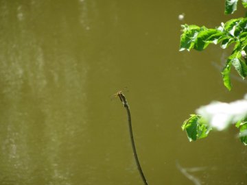 Sympetrum Vulgatum. Стрекоза на стебле.