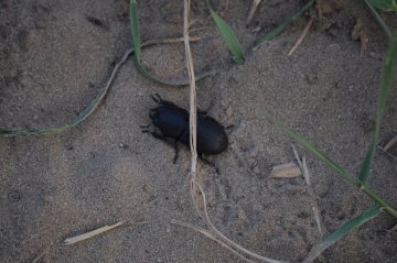 Geotrupidae. Жук-навозник.