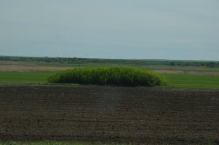 Добротный кустарник.