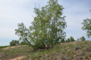 Урочище Чёртово Игрище. Кряжестые берёзы.