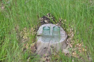 Дары природы.