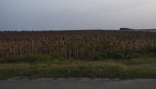 Ставрополье. Поле пожухших подсолнухов.