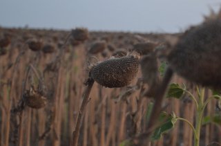Ставрополье. Пожухшие подсолнухи.