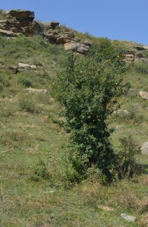 КЧР. Памятник защитникам. Груша.