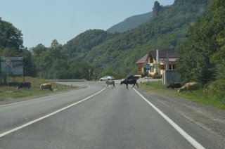 КЧР. Коровы у кафе Ас-Алан.