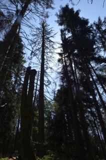 Река Уллу-Муруджу. Хвойные великаны.